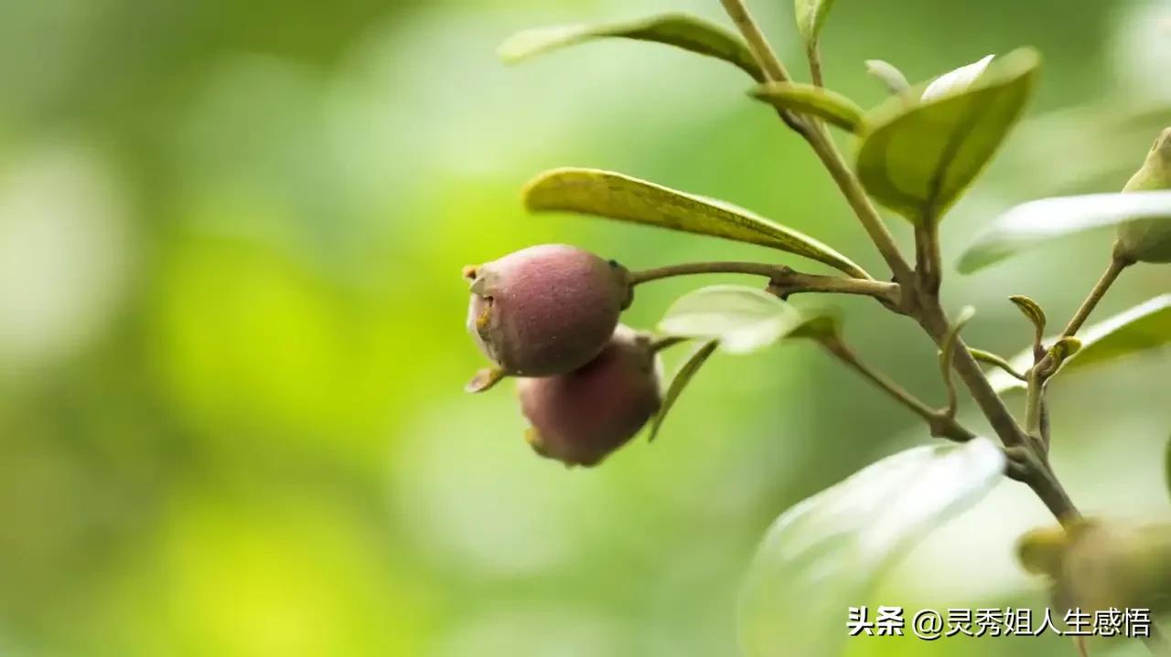 学唱粤语老歌,学粤语的方法广东话