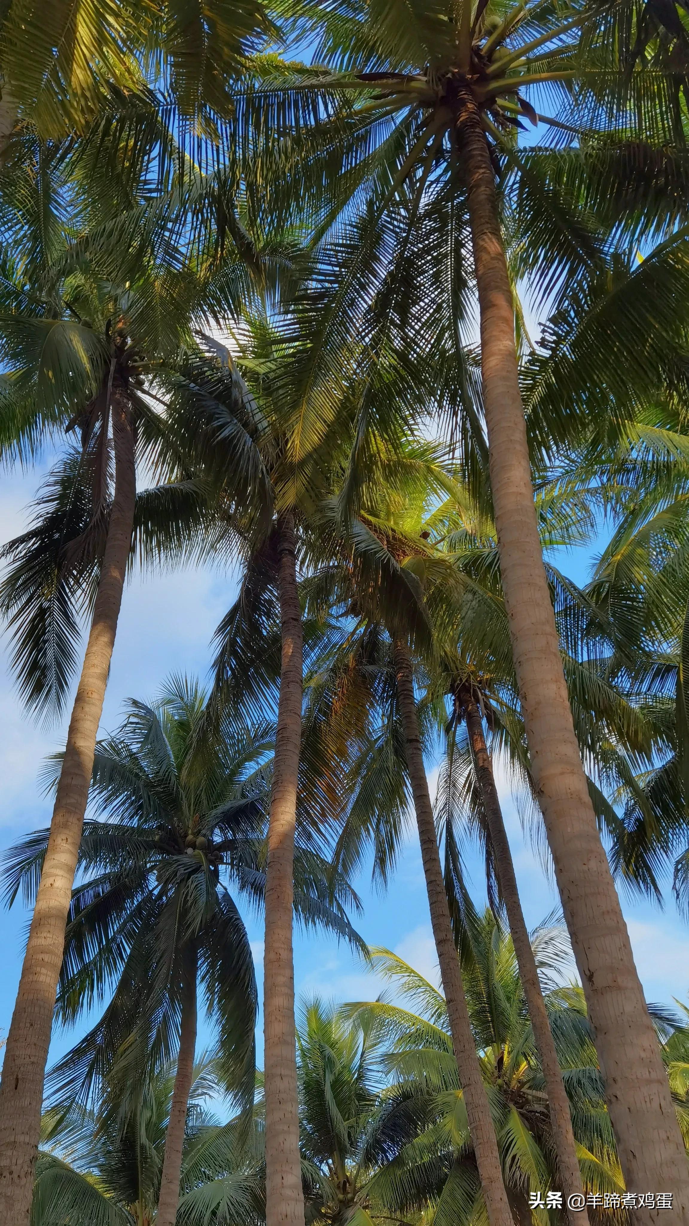 三亚椰梦长廊日落绝美,三亚湾椰梦长廊看夕阳最佳观赏点