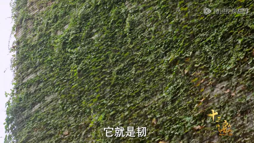 一集飙升9.5分，最惦记的国产良心回来了！