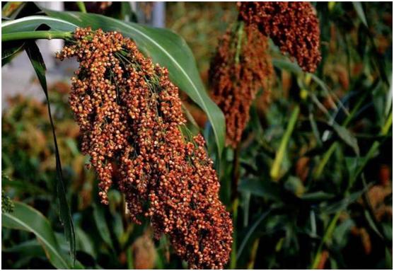 向别人敬酒时杯子应该高还是低,向别人敬酒是什么意思