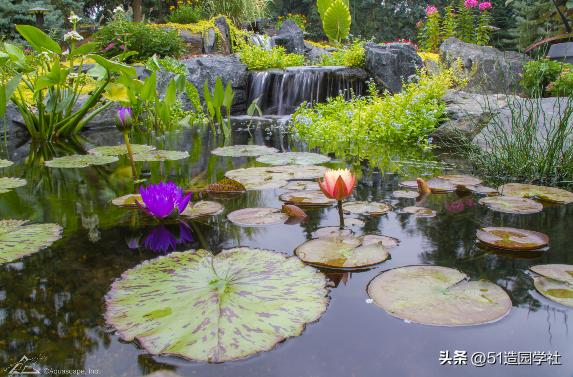 在自家院子造一个超级大的鱼塘,夫妻建造庭院鱼池小溪