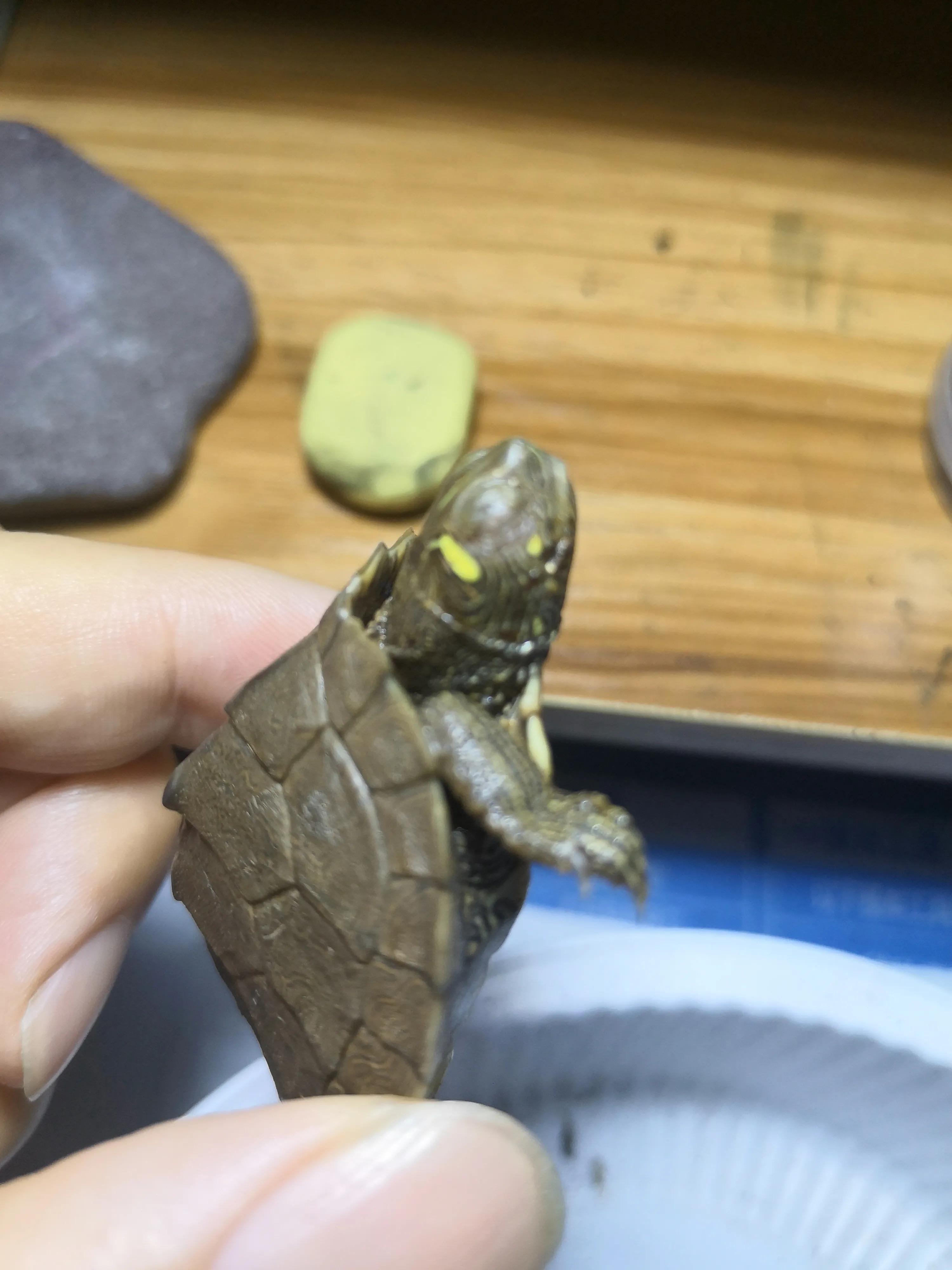 淘宝买到生病乌龟 (淘宝上买乌龟)