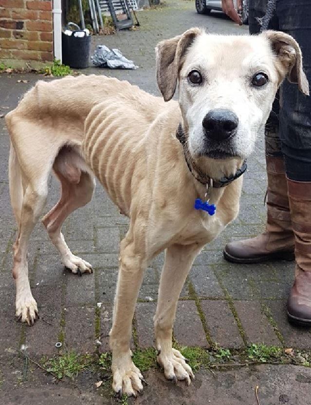 怎么判断土狗是不是星期狗,怎么选狗避免星期狗