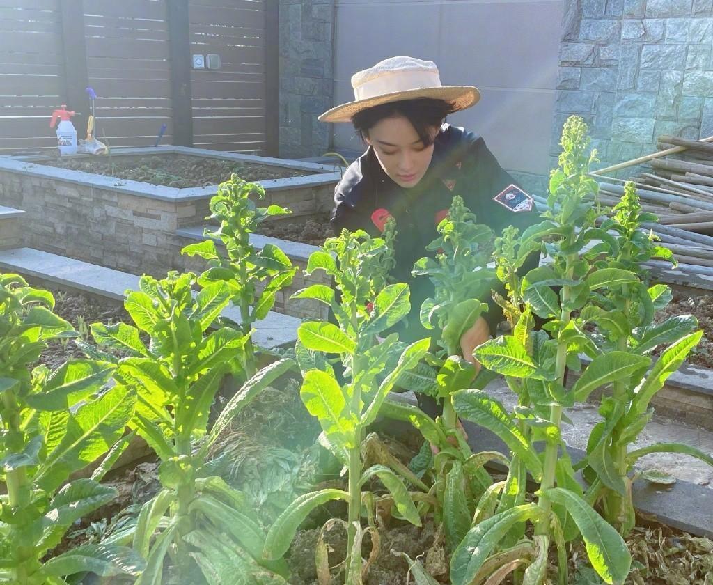 张馨予之前被黑是真的假的,曾经被全网黑的张馨予