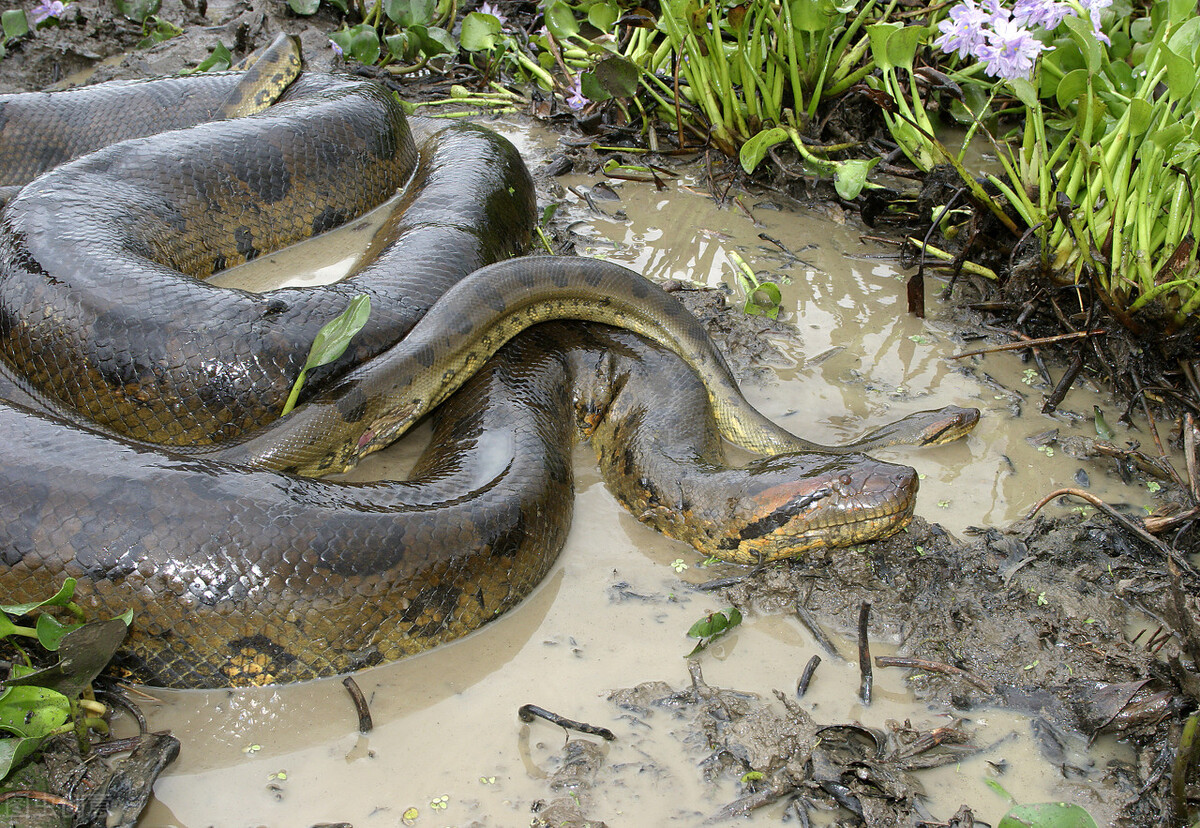 地球有史以来最大的蟒蛇,地球史上最大的蛇类