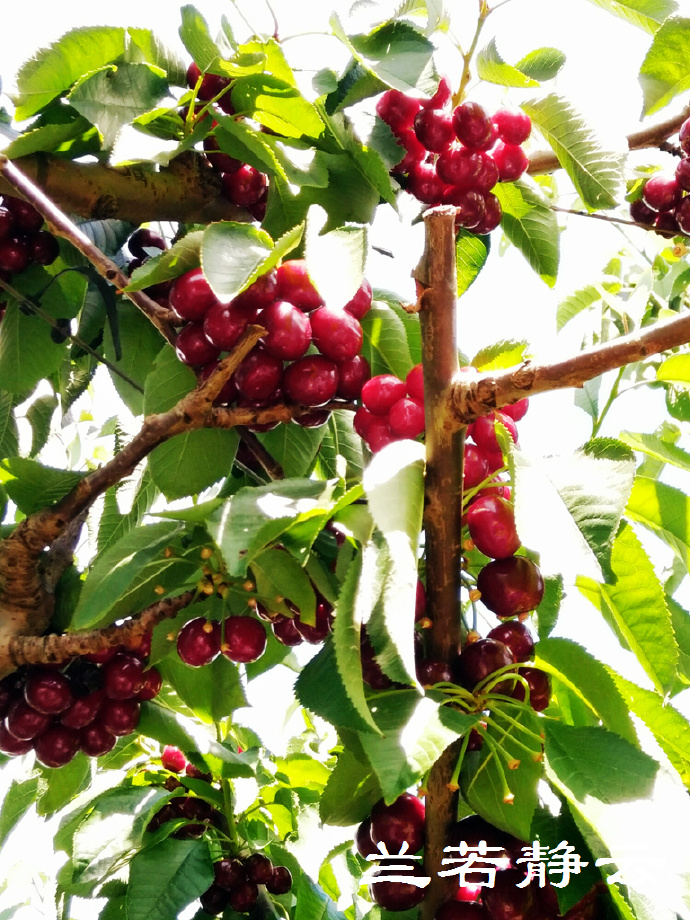 澳洲·墨尔本：到酒庄免费品酒，付5澳元到樱桃园吃到撑