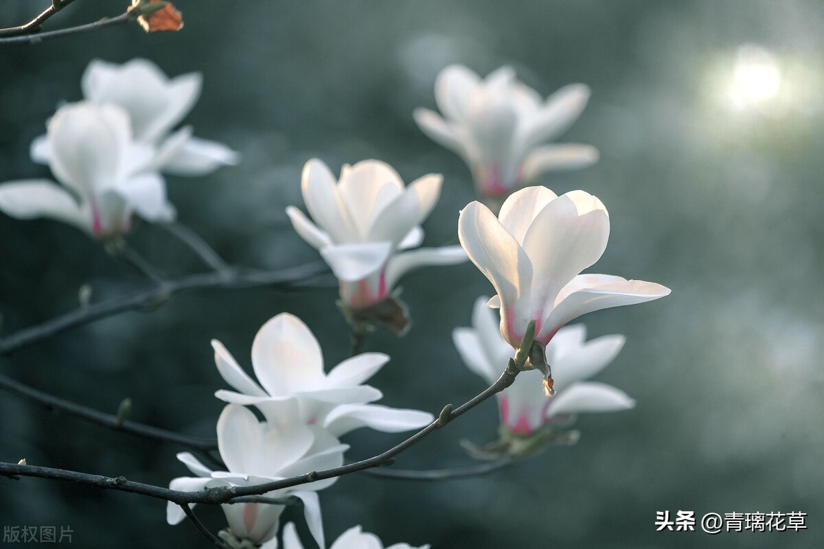 带名字的花卉大全,名字带有春字的花