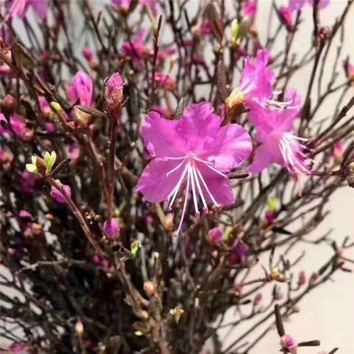 网红干树枝,网红水培干枝树