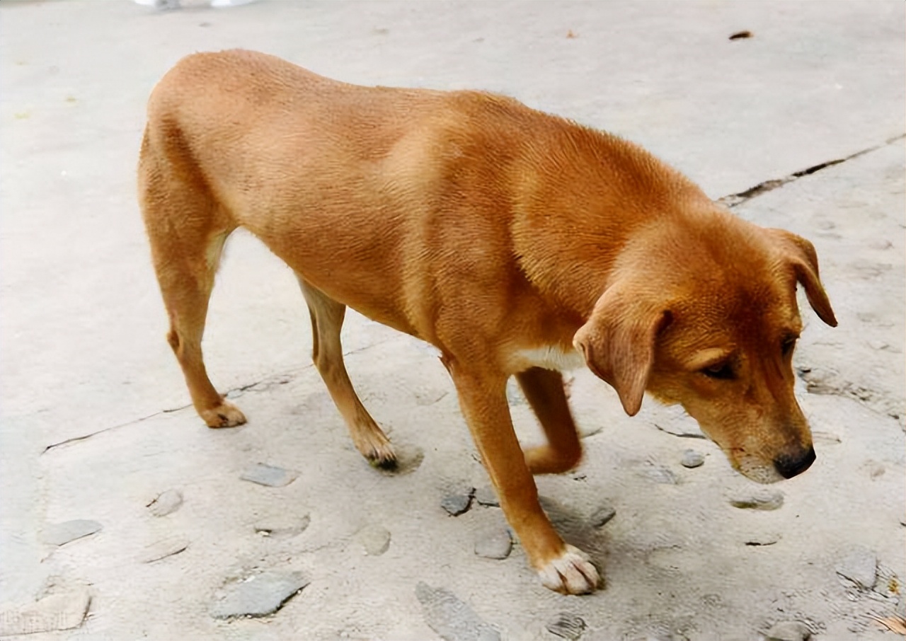 带福气吉祥好运的狗名字,不同颜色的狗都代表什么运气