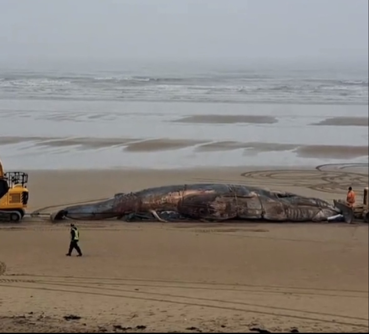 大量鲸鱼集体搁浅,西澳150只鲸鱼大规模搁浅原因何在