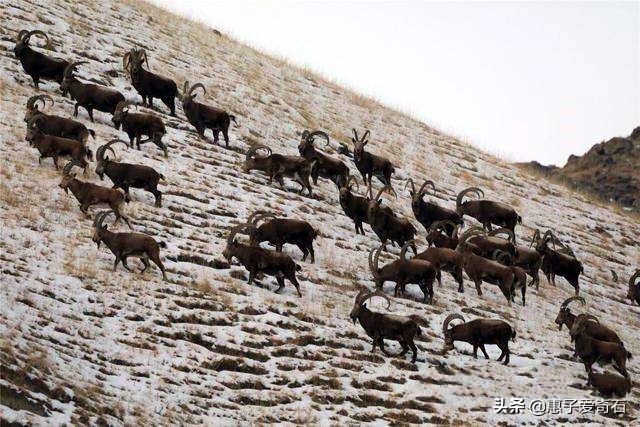 灵璧奇石珍珠石价格,灵璧上亿元的奇石