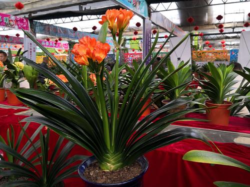 家里光照不足建议养这10种耐阴花,阴暗无光角落适合养什么花