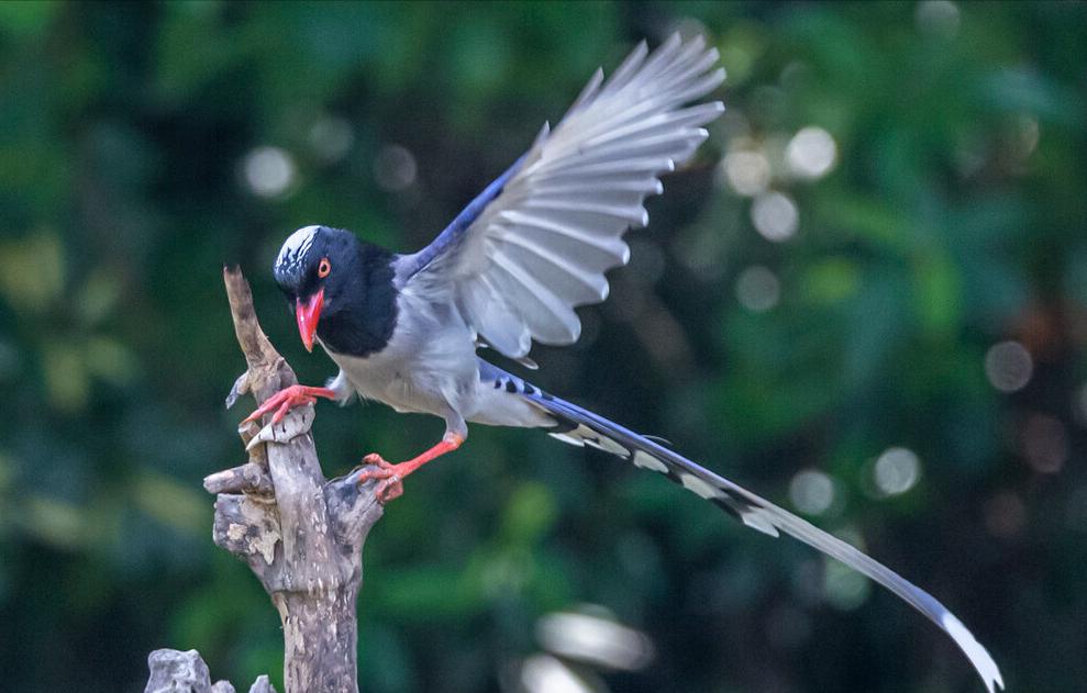 鸟儿大全高清图,高清珍稀鸟动态图片大全