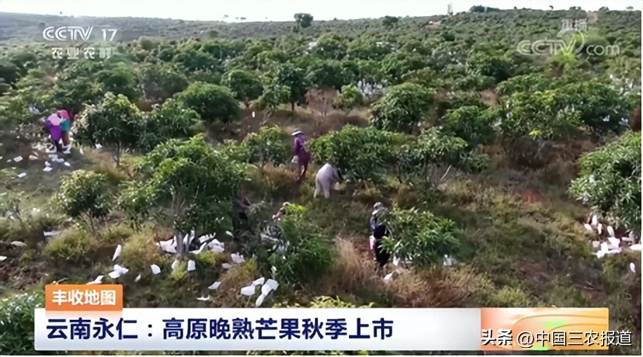 最好吃的芒果有哪些,芒果爱好者必吃