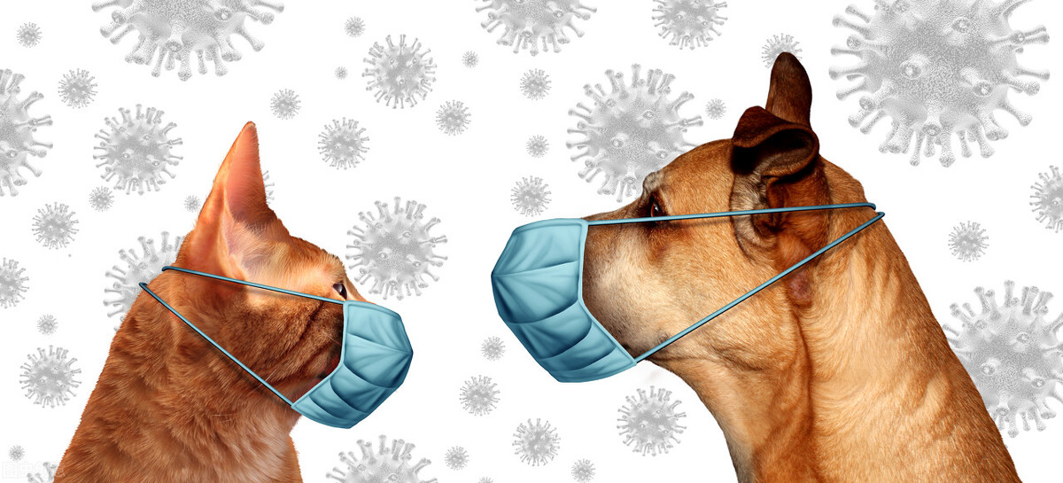 狗狗冠状病毒粪便传染人么,狗狗被病毒感染