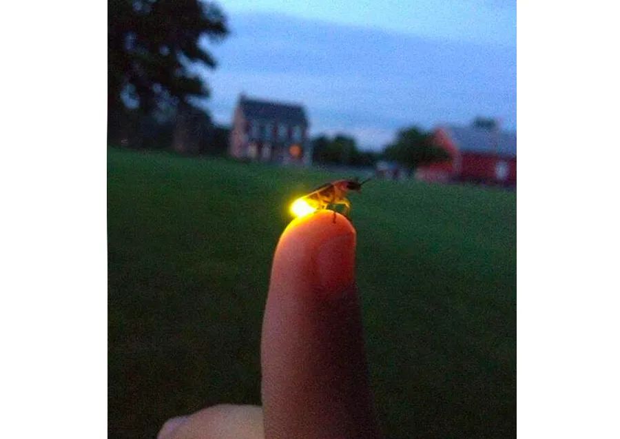 萤火虫的画法儿童画,夜晚怎么画简单又漂亮萤火虫