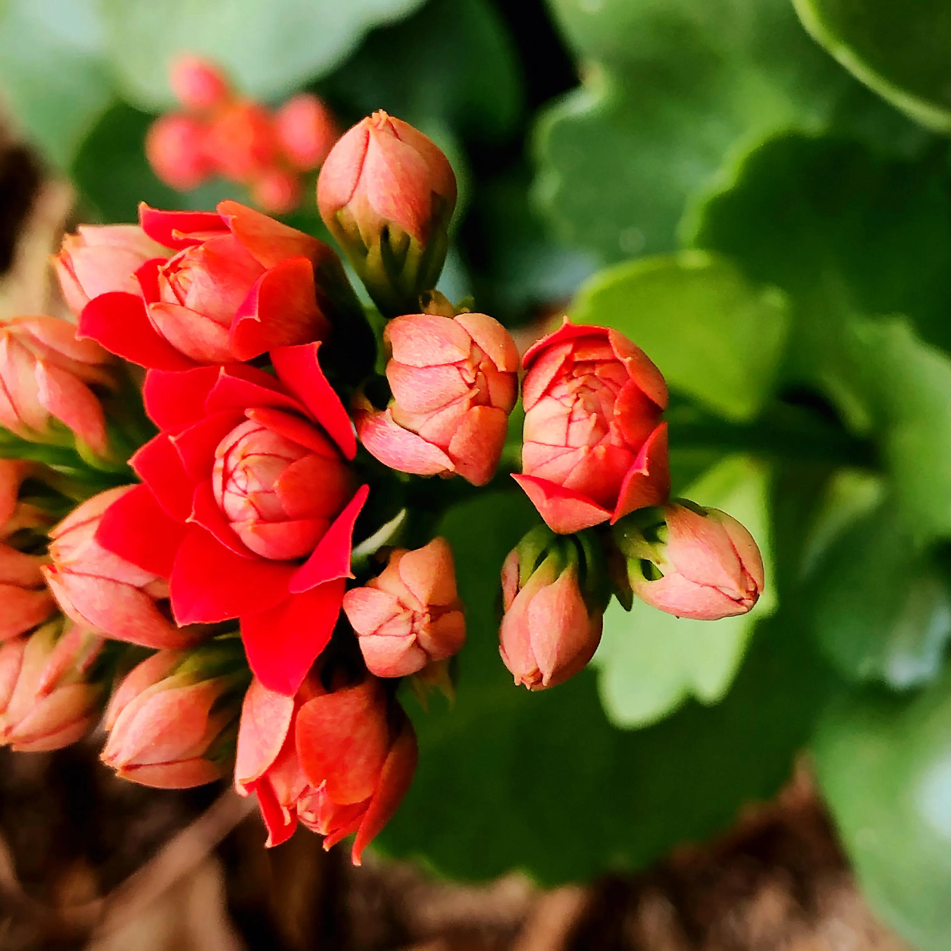 家里养什么花儿好养活,家里养的花儿图片