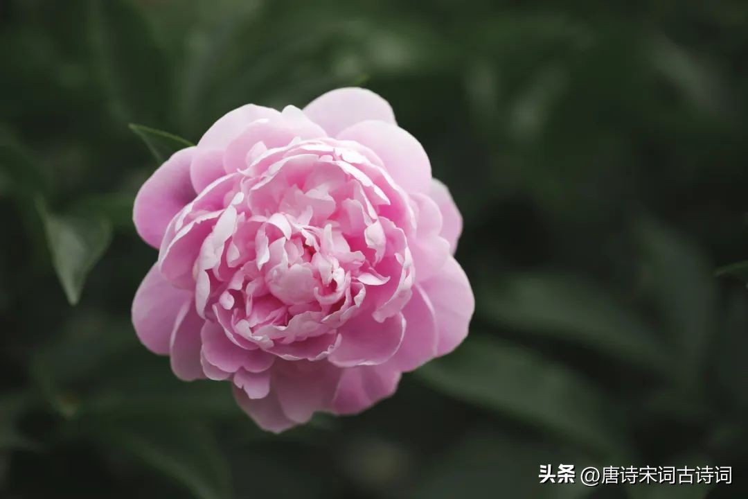 芍药花开了,色彩缤纷芍药花文字