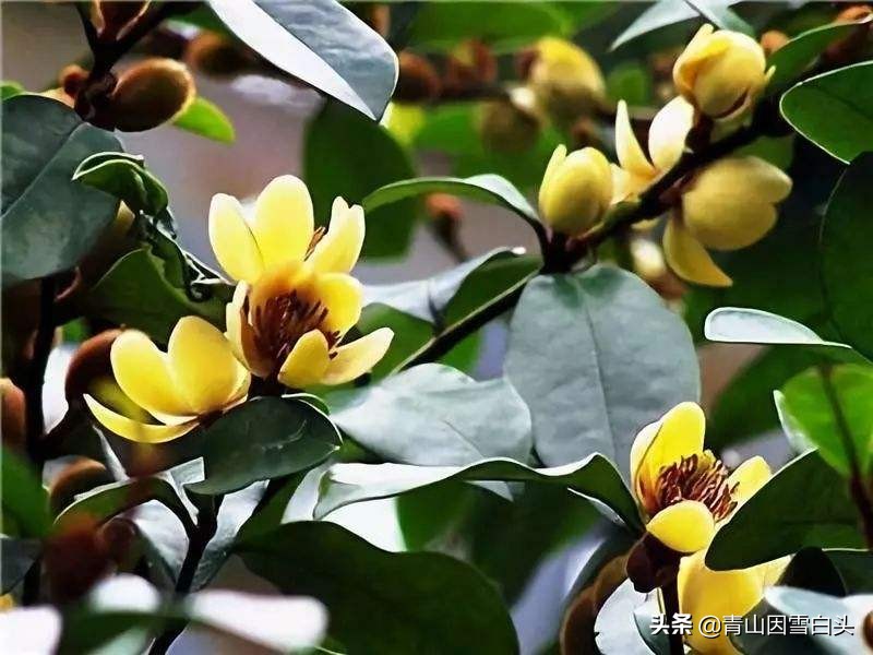 园林绿化设计师的工作,园林设计中常见乔木