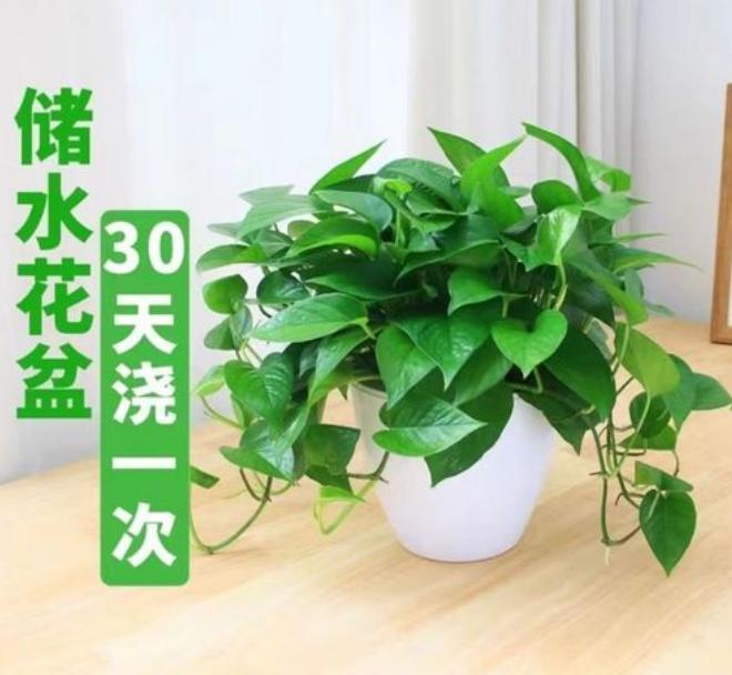 哪种绿植适合室内养对人体好,室内养绿植会增加负氧离子吗