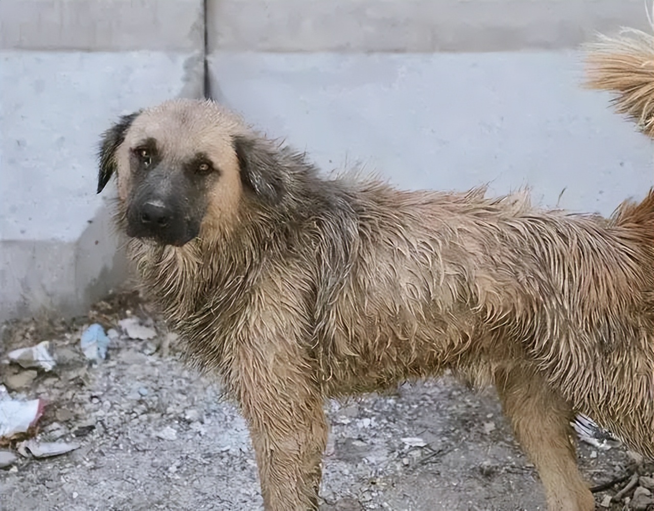 这个国家被称为“丧尸国度”?连狗都在吸毒,美军撤走后一片狼藉