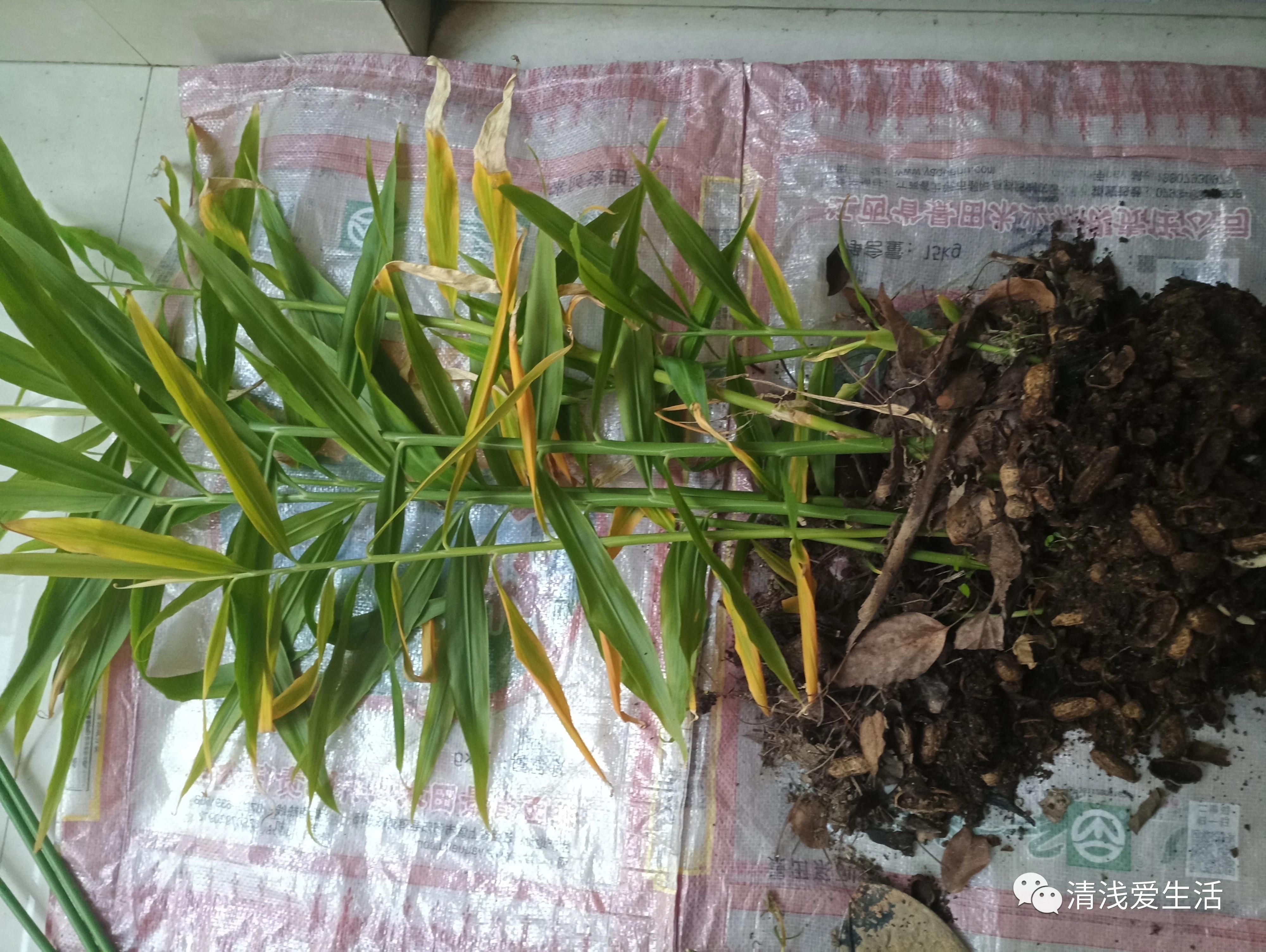 家庭阳台生姜种植方法,家庭阳台种植生姜的方法与时间