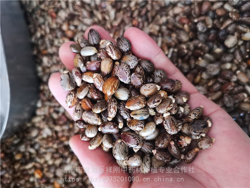 蓖麻子为什么成为了战略物资,美国将蓖麻列为战略物资