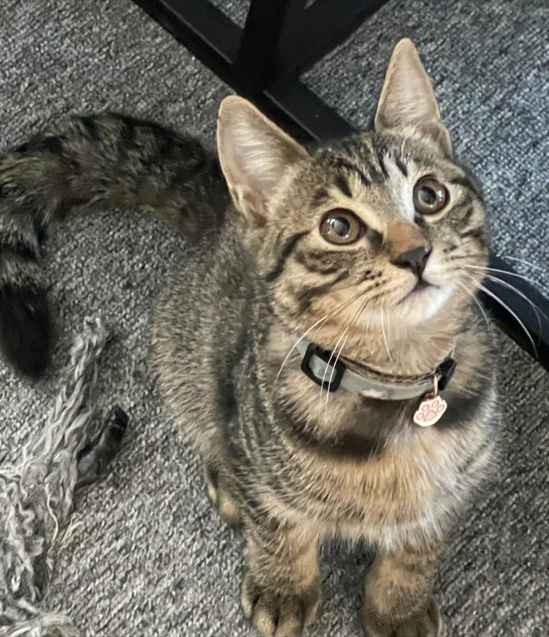 为什么狸花猫在国外受欢迎呢,狸花猫在中国怎么那么便宜