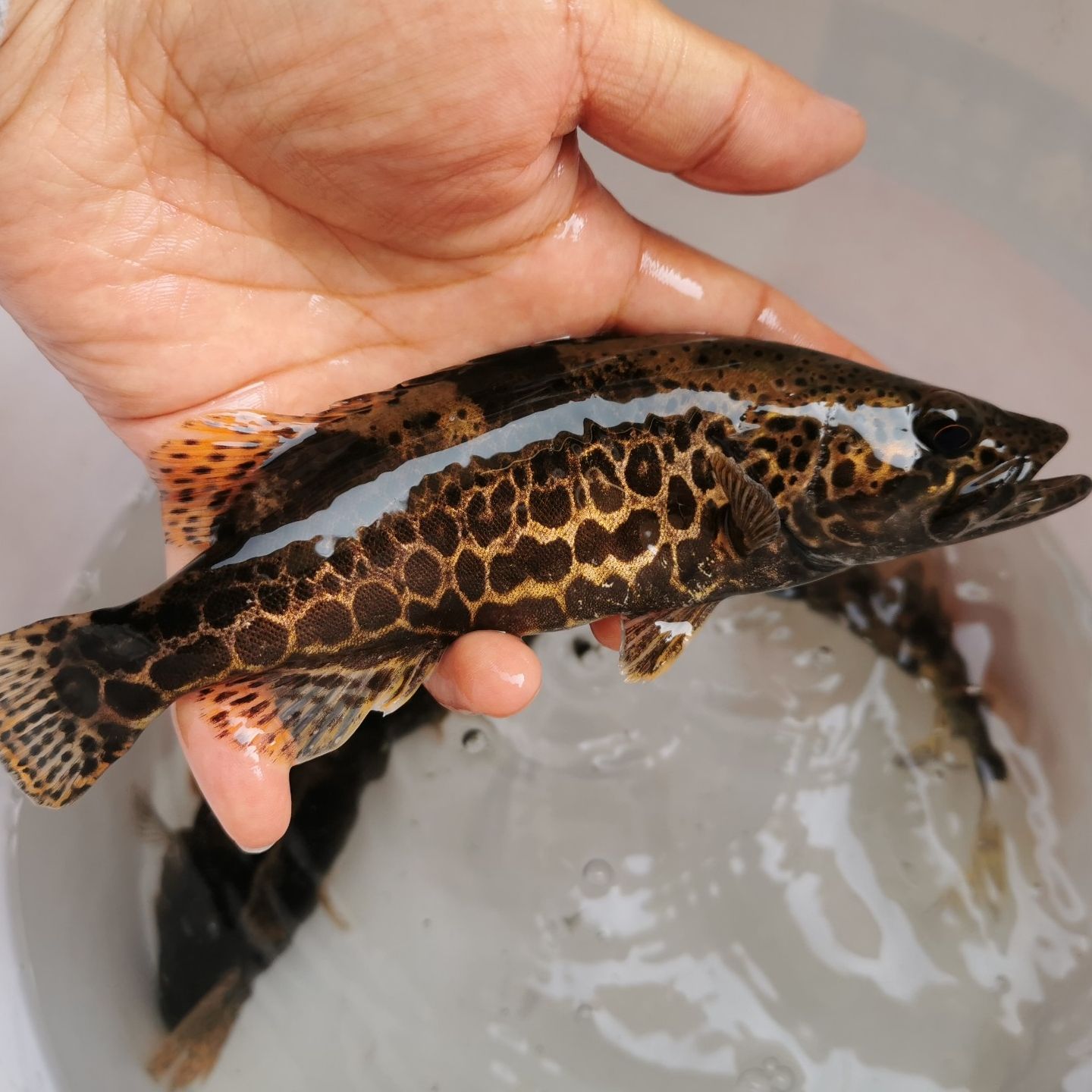 能做刺身的淡水鱼类大全,适合做刺身的淡水鱼有哪些