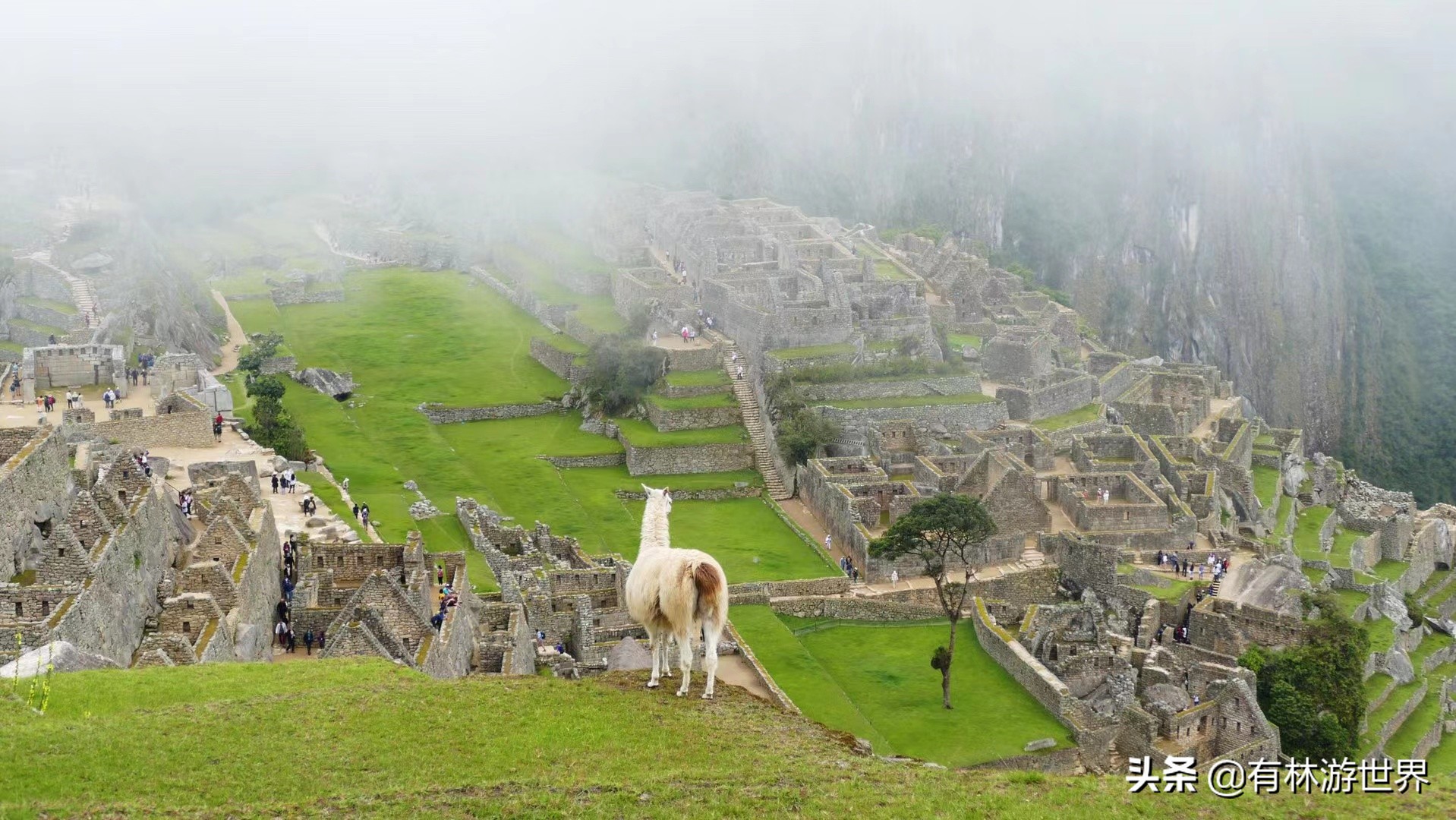 为什么导游要带你自费和进购物店