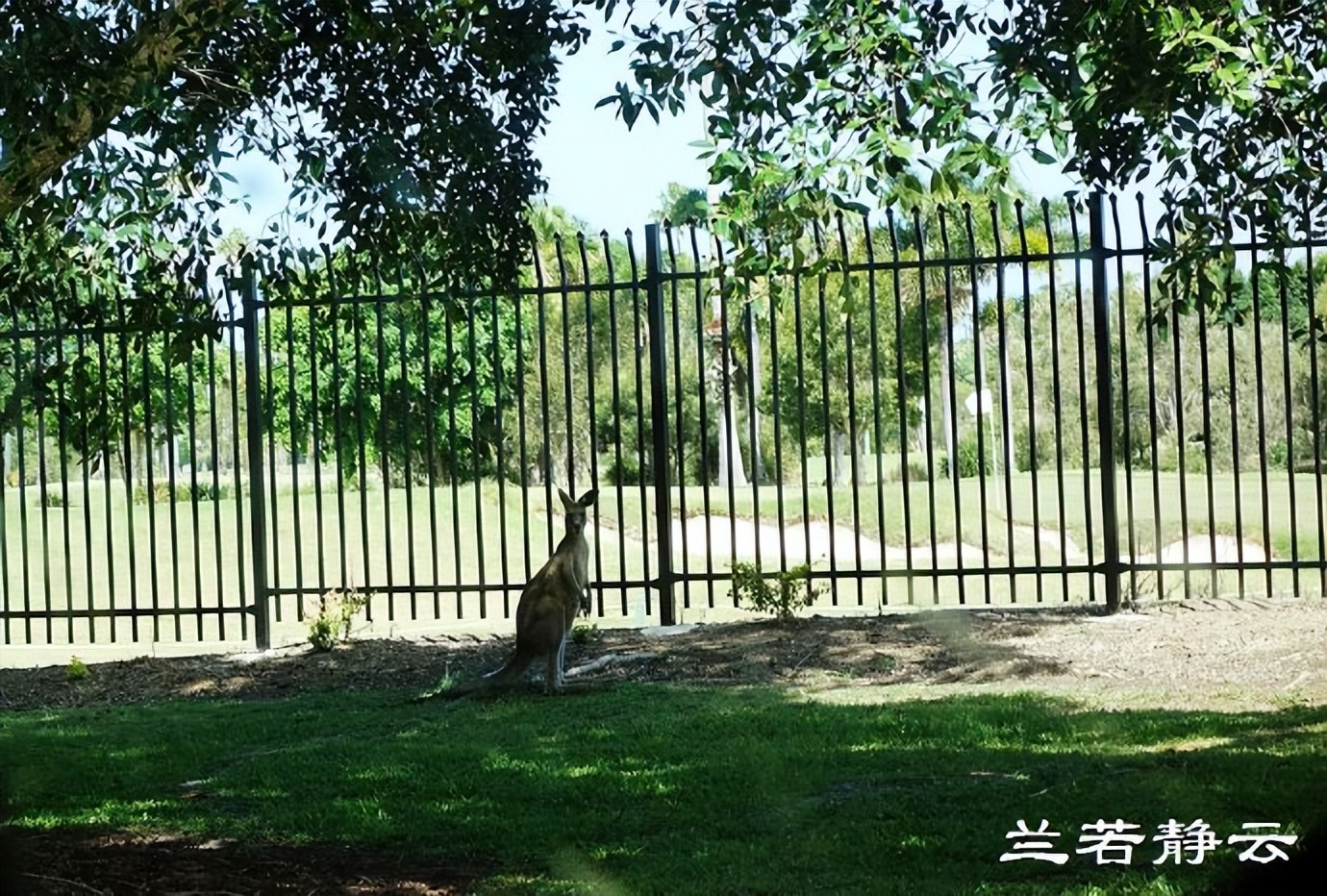 在“神仙湾”看澳洲人炫豪车，简直像车展