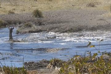 35张悲惨动物照：悲惨小象被捕兽夹弄断鼻子，章鱼被塞进西瓜做菜