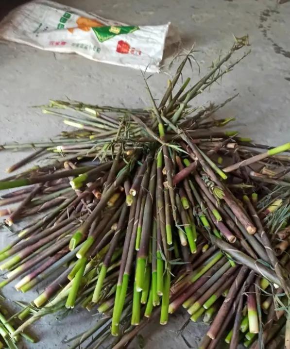 春笋尝鲜好时节,春天的笋正是最新鲜的时候