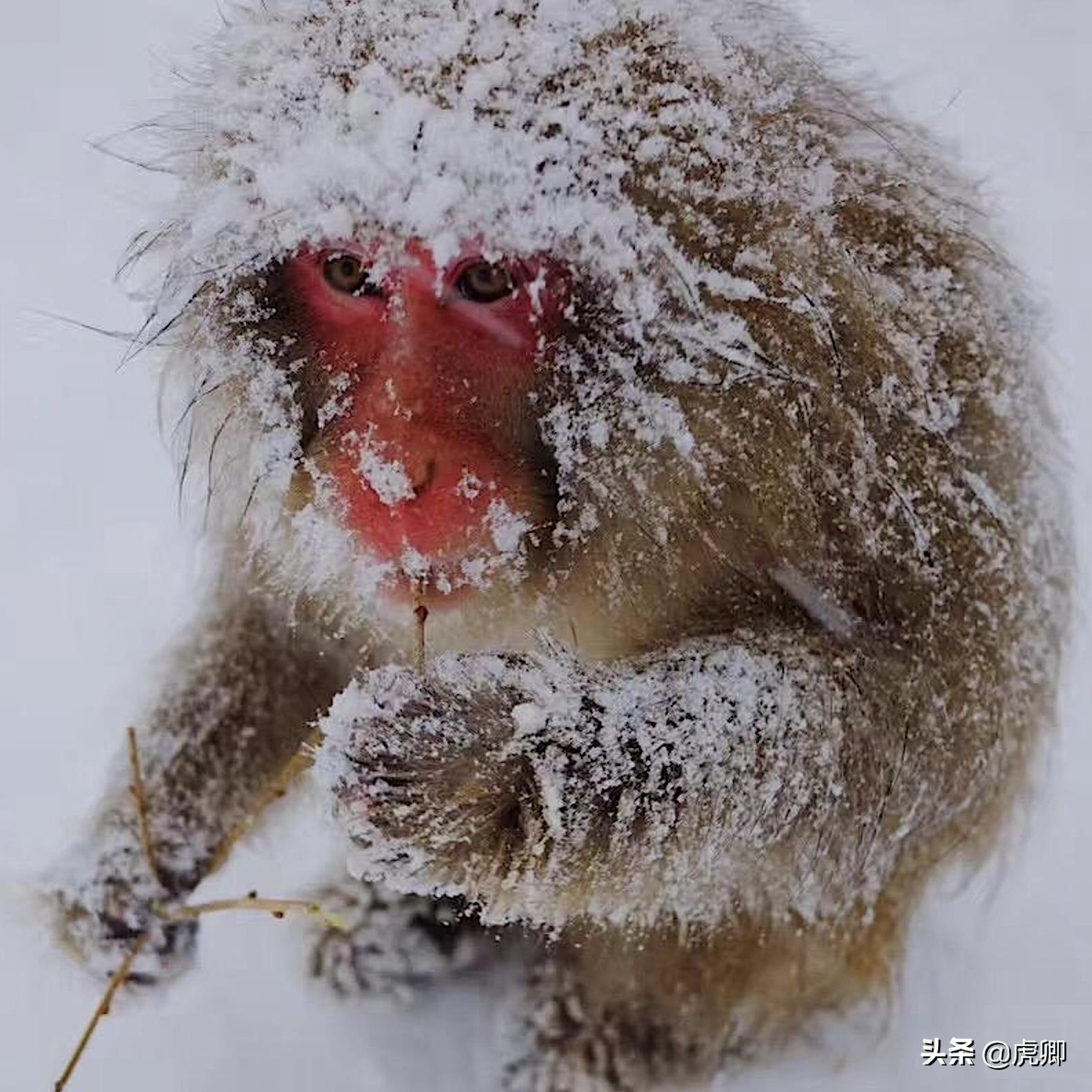 日本猕猴冬天生活,日本猕猴的真实生活