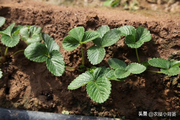 种草莓不要大棚能种植草莓吗,用烂草莓种草莓的正确种植方法