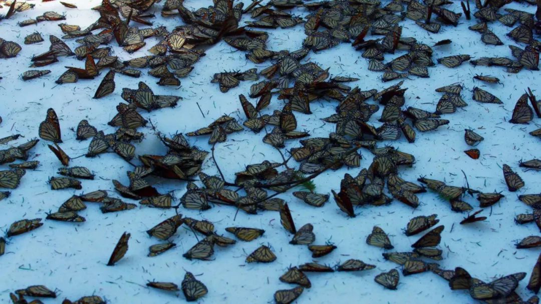 原来它们也有“性丑闻”，这片看完让我大开眼界