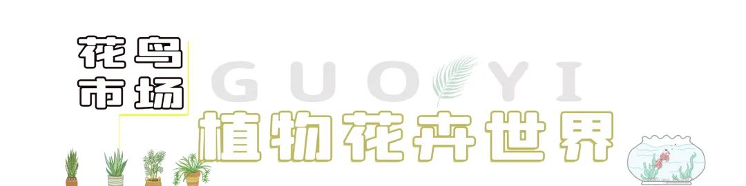 福州齐安路花鸟市场营业时间,福州国艺花鸟市场营业时间