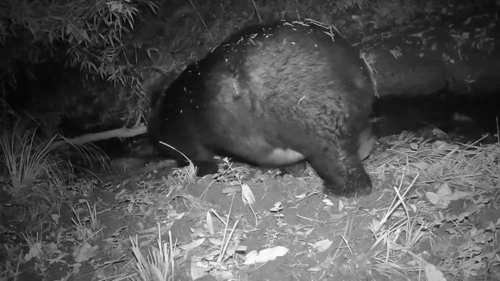 云南哀牢山有黑熊吗,云南深山老林发现黑熊