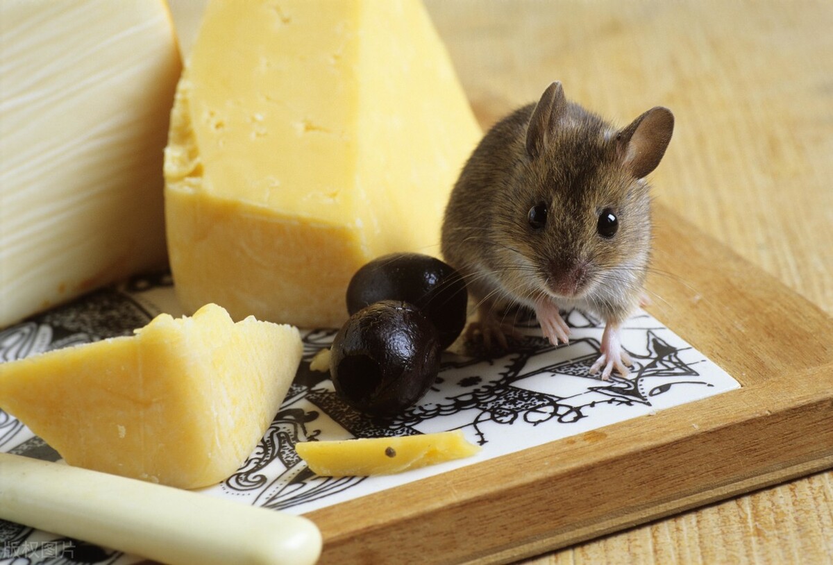 灭鼠小妙招大全视频,如何快速防鼠灭鼠