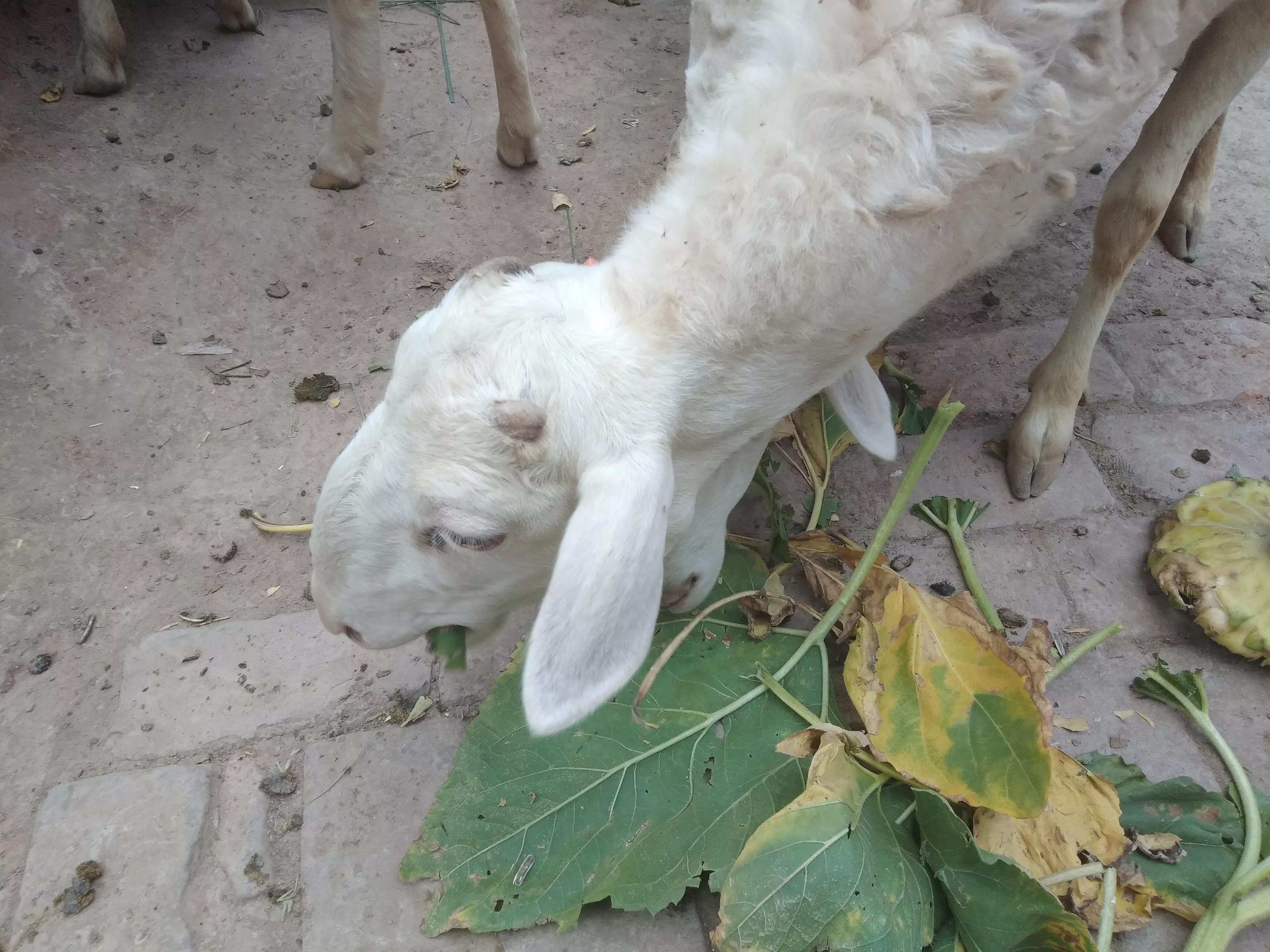 养羊不如贩羊挣钱,自己养羊卖羊肉跟卖毛羊差距大么