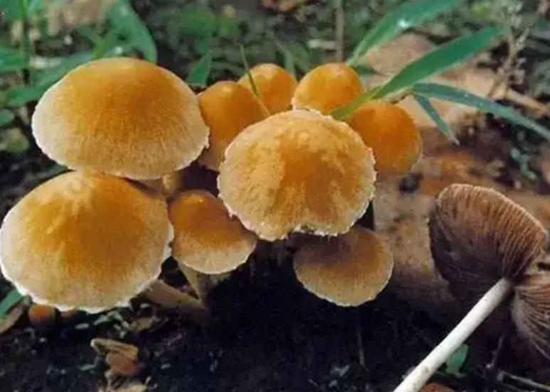 晚期肝癌抗癌成功人士,肝癌晚期10年生前最后一段影像