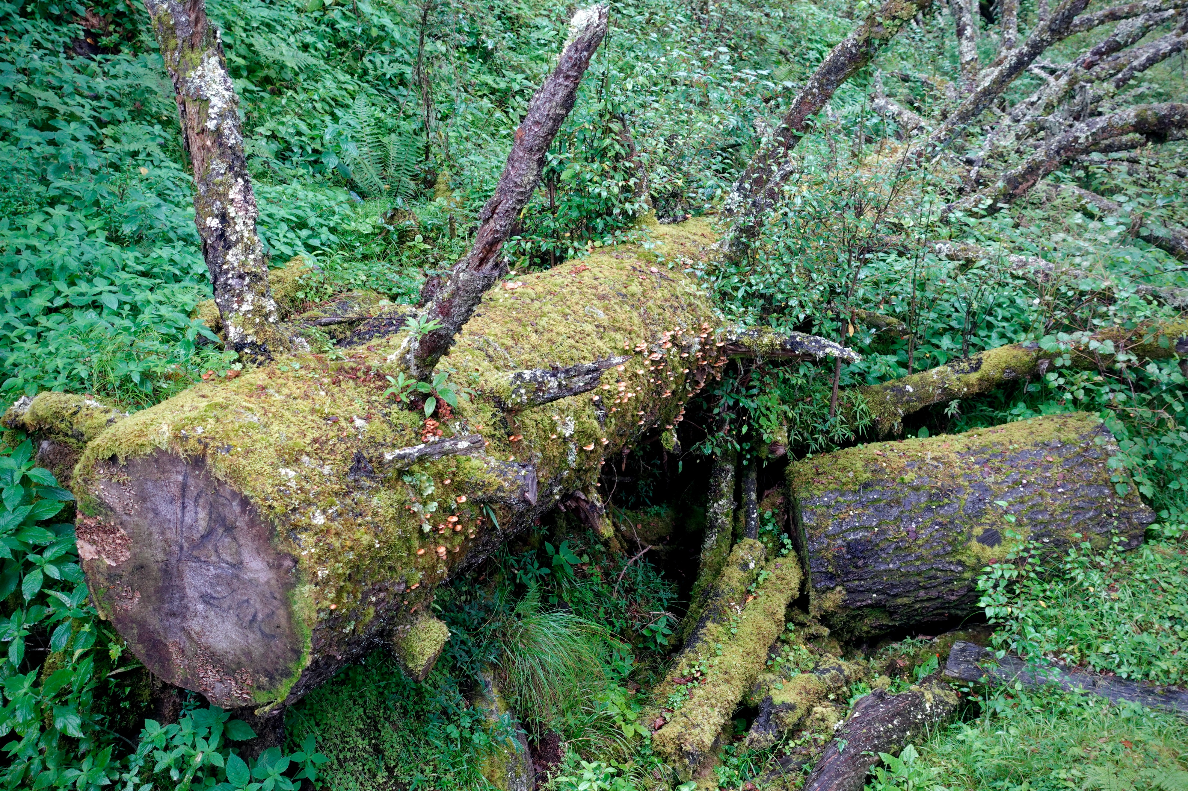 云南最高海拔的茶叶,海拔最高的茶叶产地在哪里