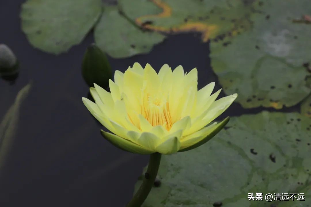 清远这里九品香莲花飘香离市区仅15分钟车程新鲜采摘泡茶美容养颜