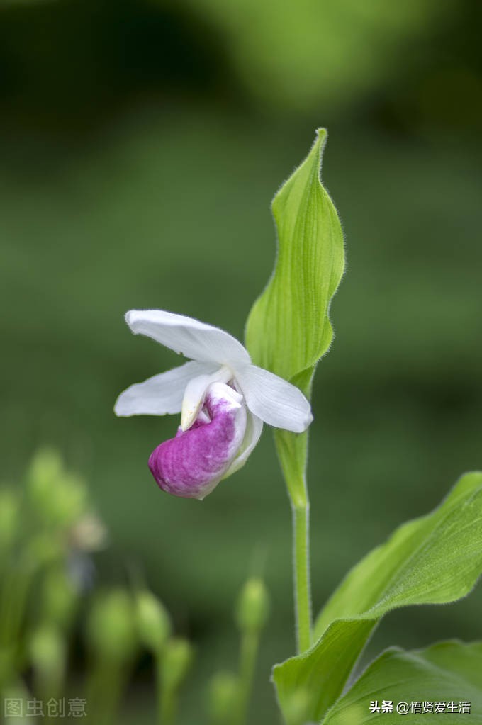 哪种绿色植物是最有效吸甲醛的,刚装修好的新房种什么植物去甲醛