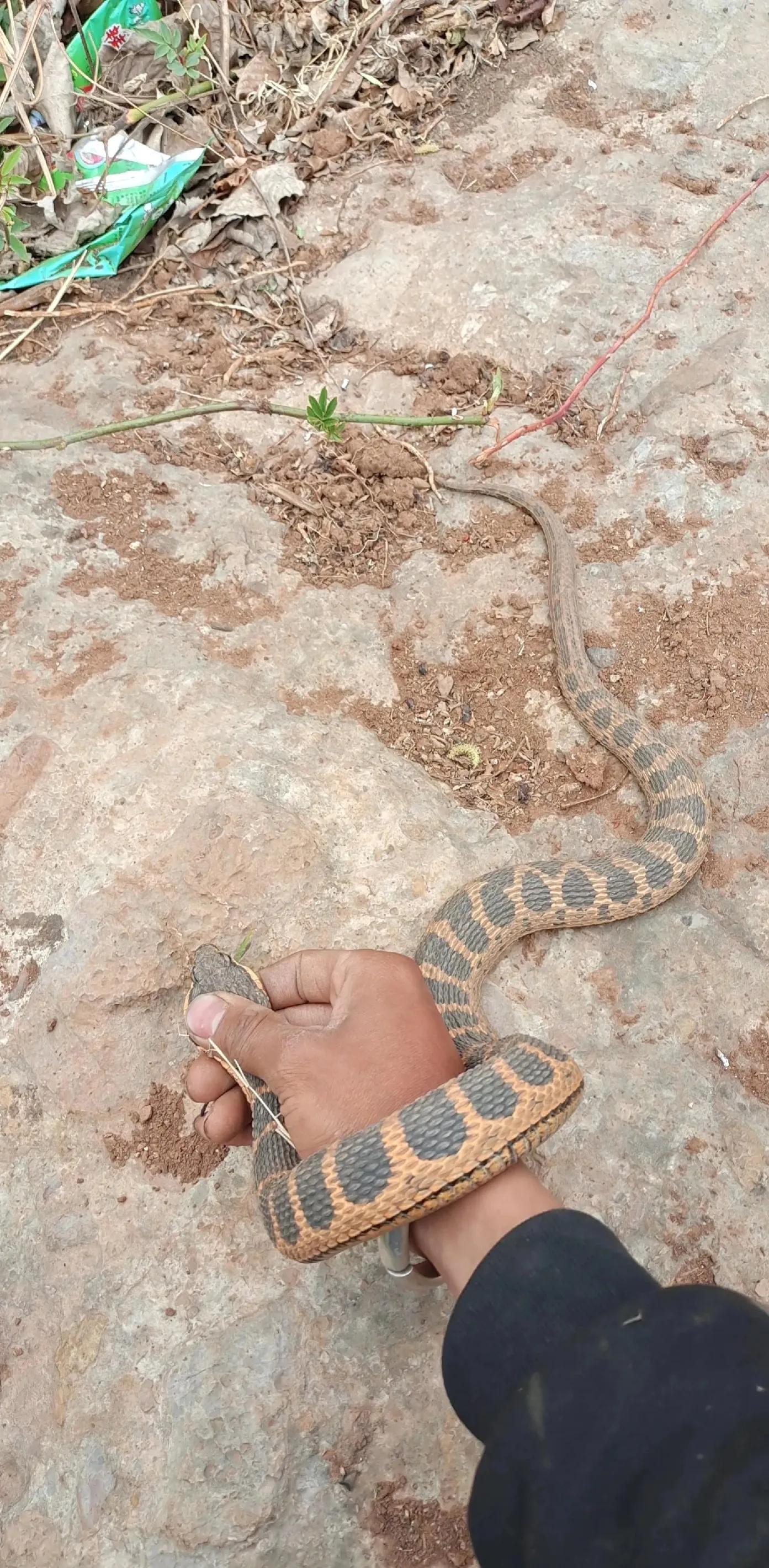 蛇头是三角形的无毒蛇,长角的毒蛇是什么蛇