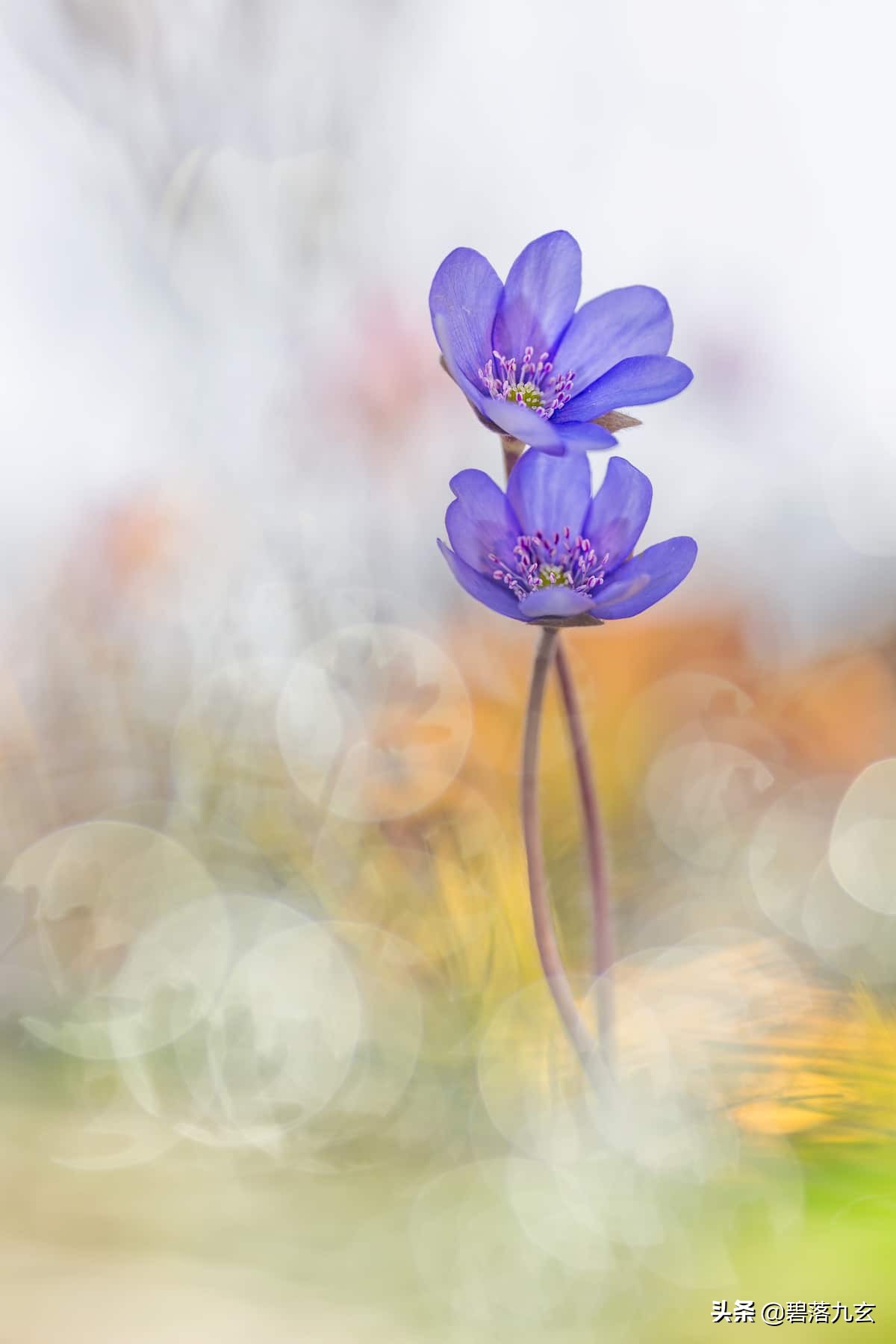 两只松鼠的爱：赢得2021年度特写摄影师挑战赛