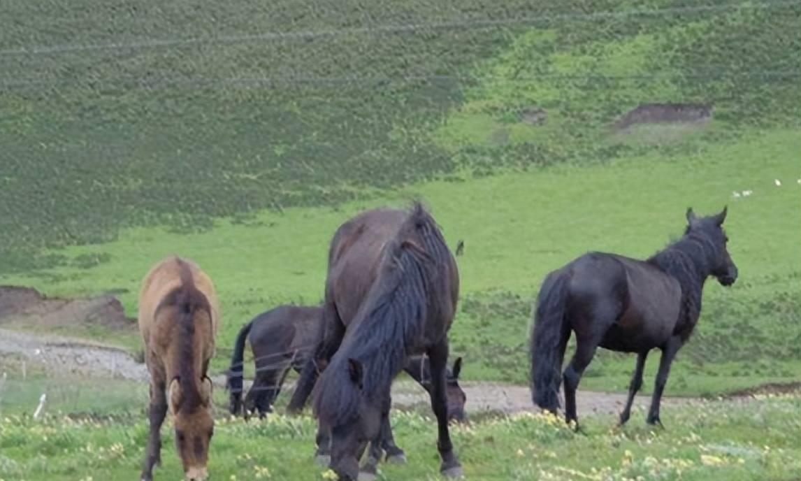 吃马肉有什么好处高清图,吃马肉好不好