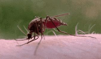 蚊子最怕的3个小妙招,快速让蚊子消失这小技巧