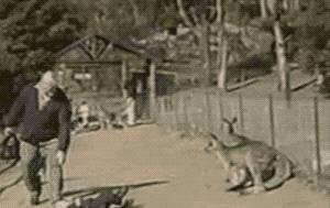 袋鼠战斗力有多强？把狗按在水里摩擦，与澳大利亚男子互殴6分钟