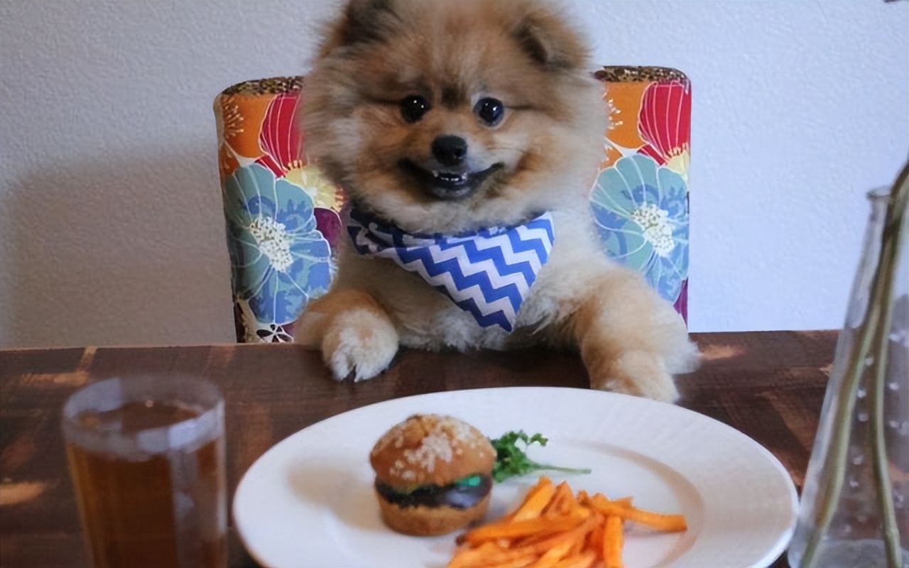 博美犬一生6大时期饲养全攻略,如何正确饲养博美犬3大注意事项